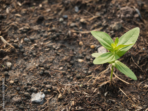 The seedlings will grow into a big tree in the future