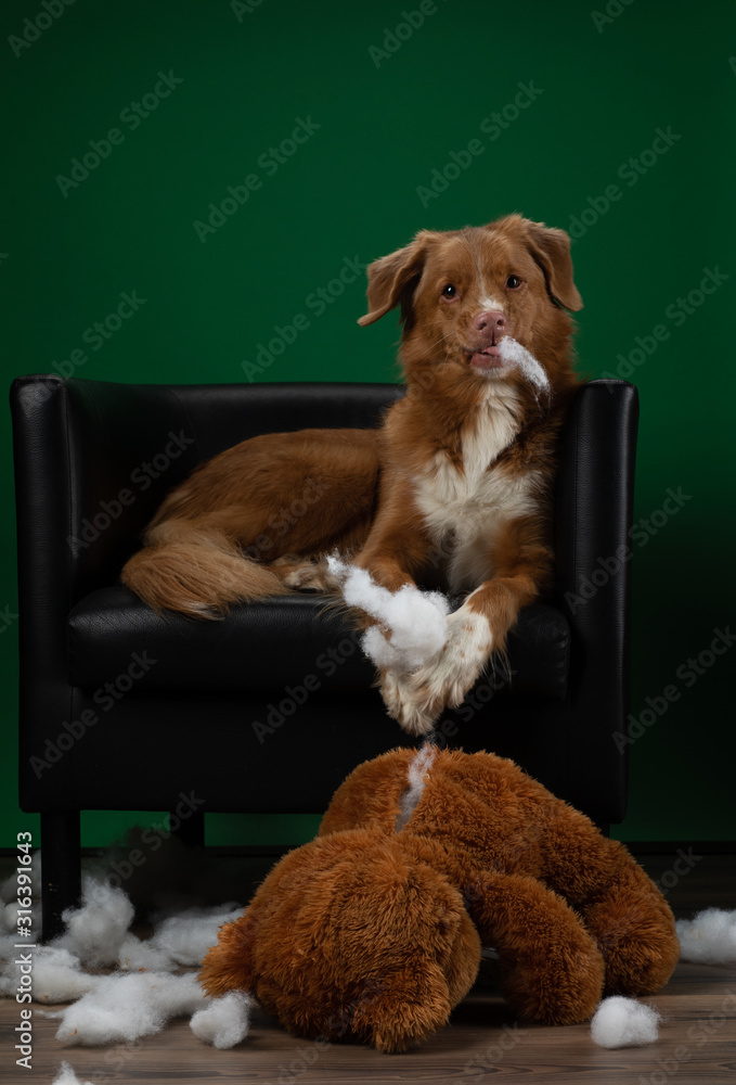 Nova scotia duck tolling retriever stuffed animal cheap