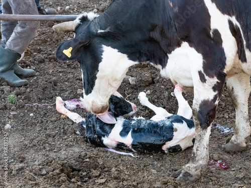 Foto mom cow cleans the calf of the placenta immediately after giving birth
