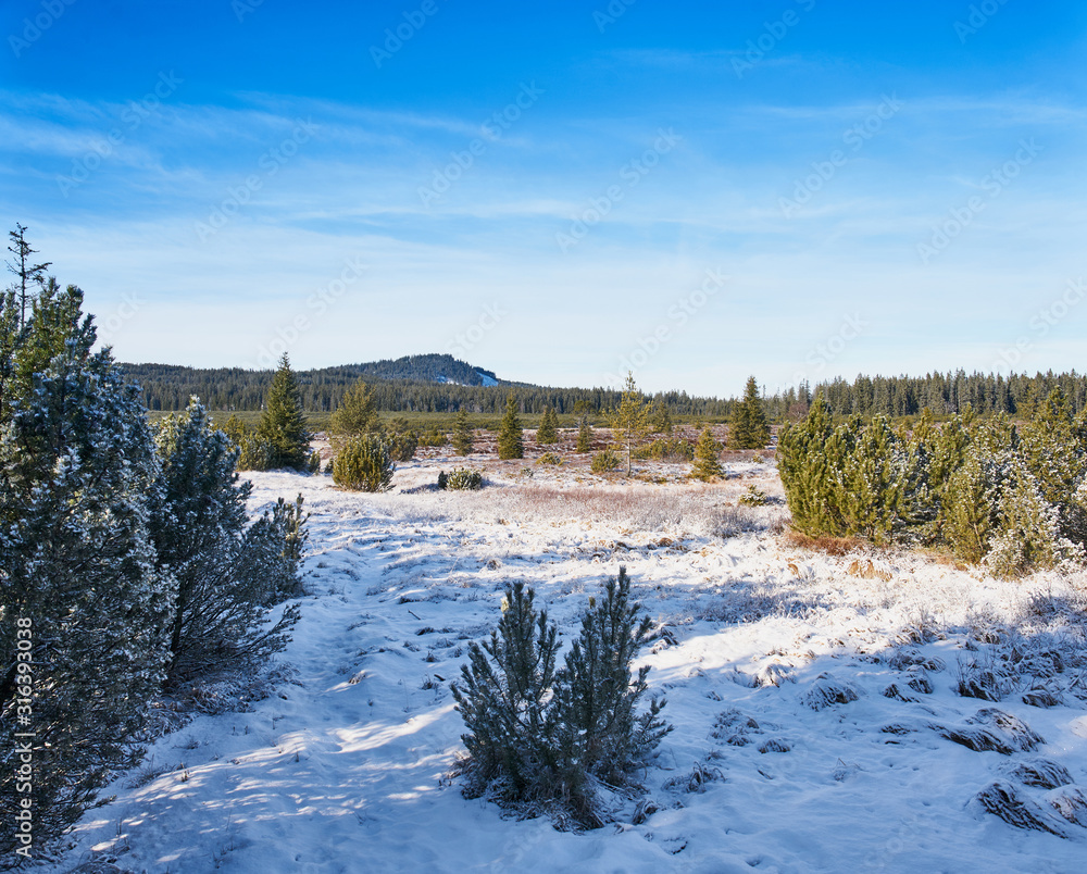 winter landscape near Kvilda in Sumava National Park on sunny winter day                             