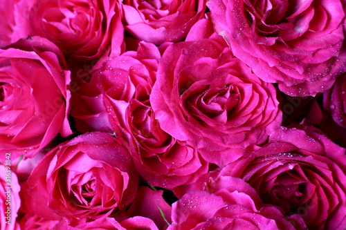 Wallpaper Mural red rose buds close up in water drops Torontodigital.ca