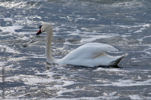 white swan swims in the sea