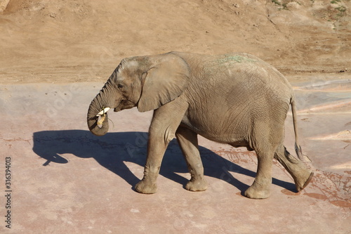 San Diego USA California Elephant