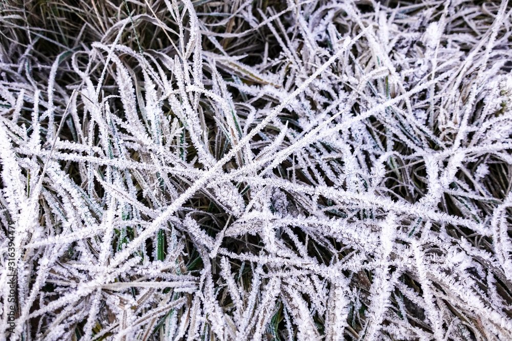 frozen grass covered with ice crystals after frost frozen grass covered with ice crystals after frost