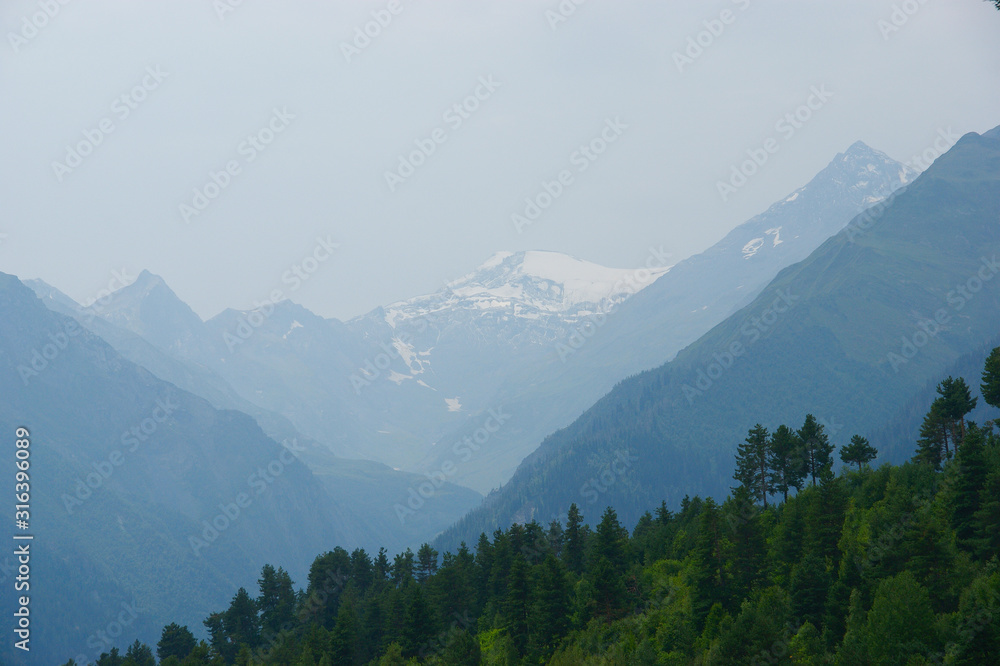 green pine forest and mountains. green pine on a background of snowy mountains