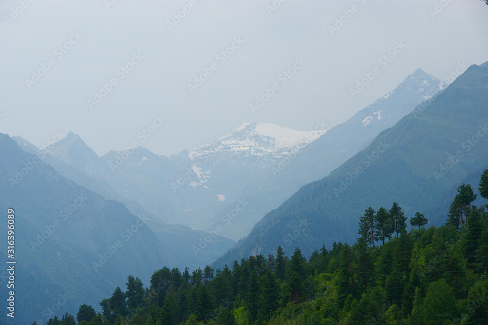Fototapeta premium green pine forest and mountains. green pine on a background of snowy mountains
