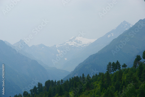 green pine forest and mountains. green pine on a background of snowy mountains