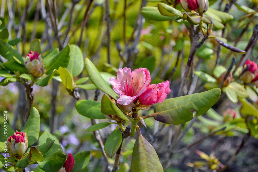 pink rhododendron in the garden, beautiful pink flowers and buds on branches, close up pink rhododendron in the garden, beautiful pink flowers and buds on branches, close up