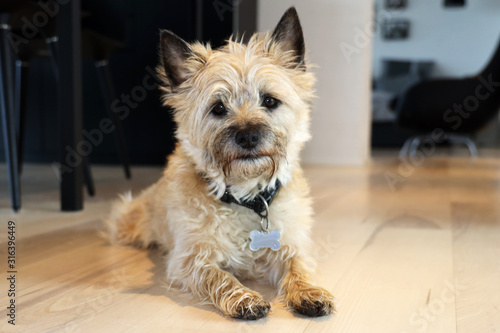 Fotografia Adorable little cairn terrier lying on floor