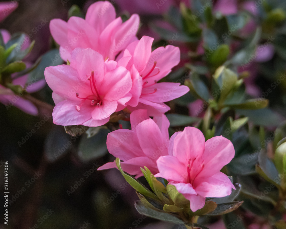 Obraz premium Pink Azalea