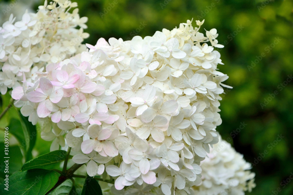Lush delightful huge inflorescences of white and pink hydrangea in the garden close-up. Lush delightful huge inflorescences of white and pink hydrangea in the garden close-up.