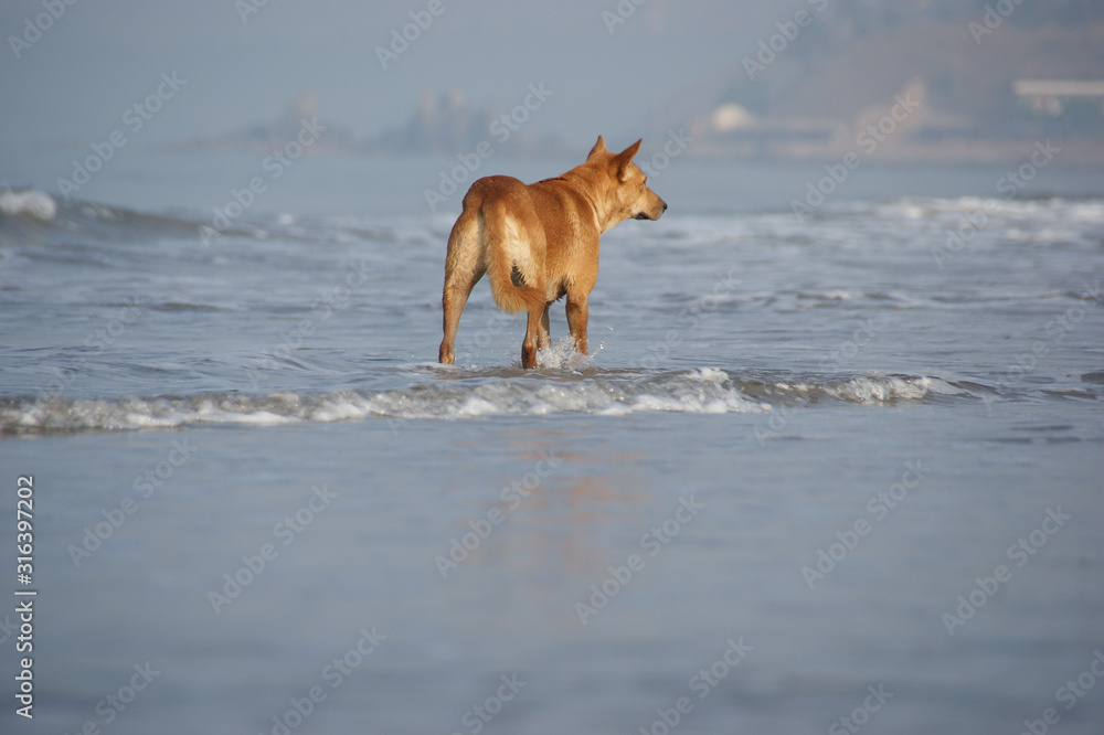 lonely dog walking away. dog walking along the seashore lonely dog walking away. dog walking along the seashore