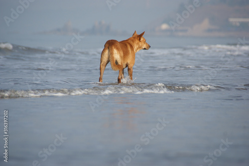 lonely dog walking away. dog walking along the seashore