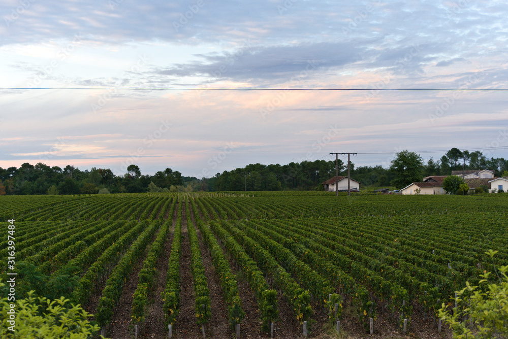 Vineyards  at dawn in the wine regions of Bordeaux