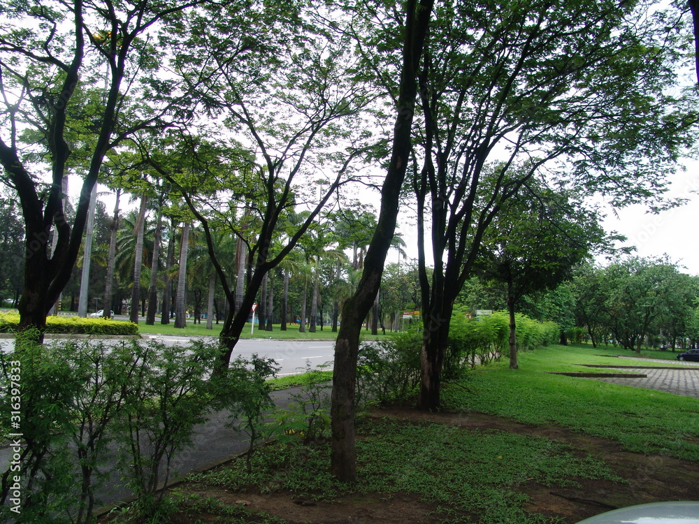 trees in the park