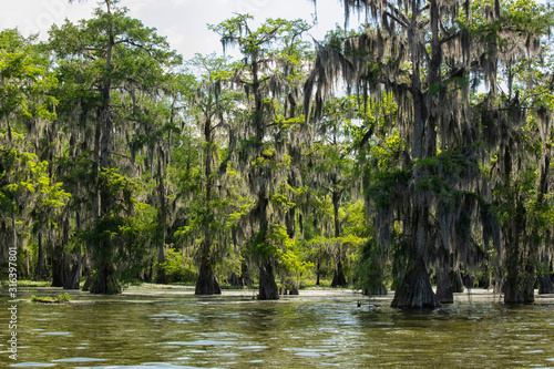Spanish moss on cypress trees in Lake Martin