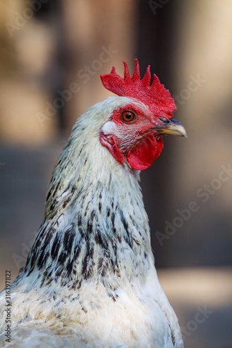 Close-up photograph of a rooster with a red comb on a home chicken farm among hens Gallus gallus domesticus