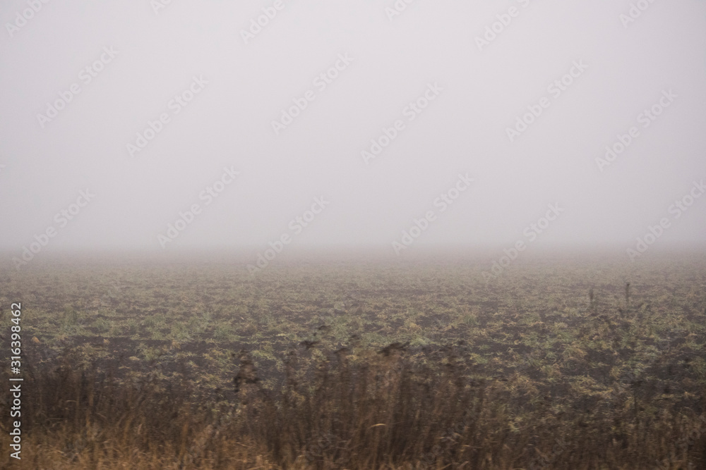  Pictures of forest trees and fields in the fog