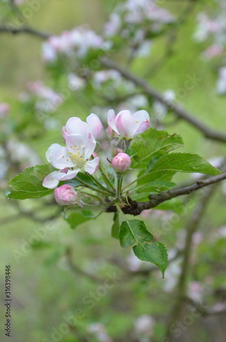 rami di fiori da frutto