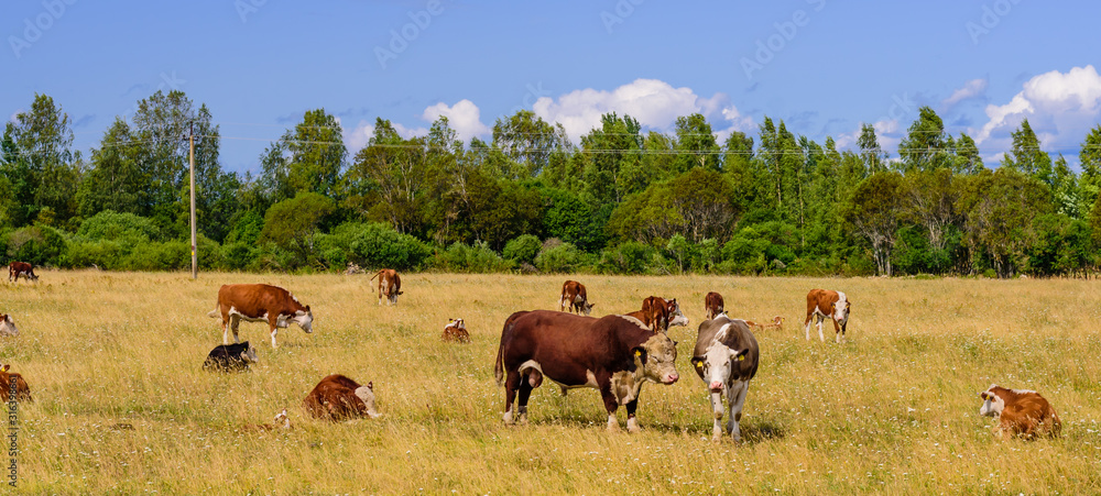 Picturesque farm with a herd of cows, Estonia Picturesque farm with a herd of cows, Estonia