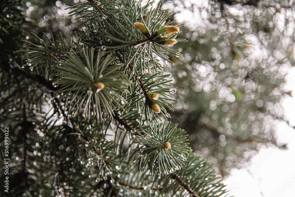 A needle tree covered with water drops on a green, blurred, soft focus background. Place for content A needle tree covered with water drops on a green, blurred, soft focus background. Place for content