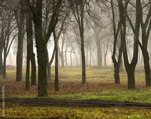 Photo of trees in the fog