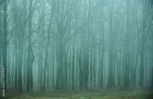 Photo of trees in the fog