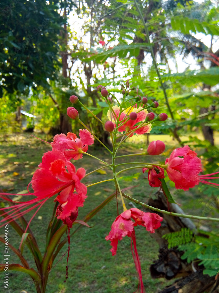 tropical red elegant flowers
