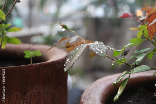 Water droplets on leaves