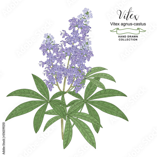 Hand drawn branch of Vitex tree with leaves and flowers. Vitex agnus-castus, chaste tree colorful vector illustration. Detailed sketch style.