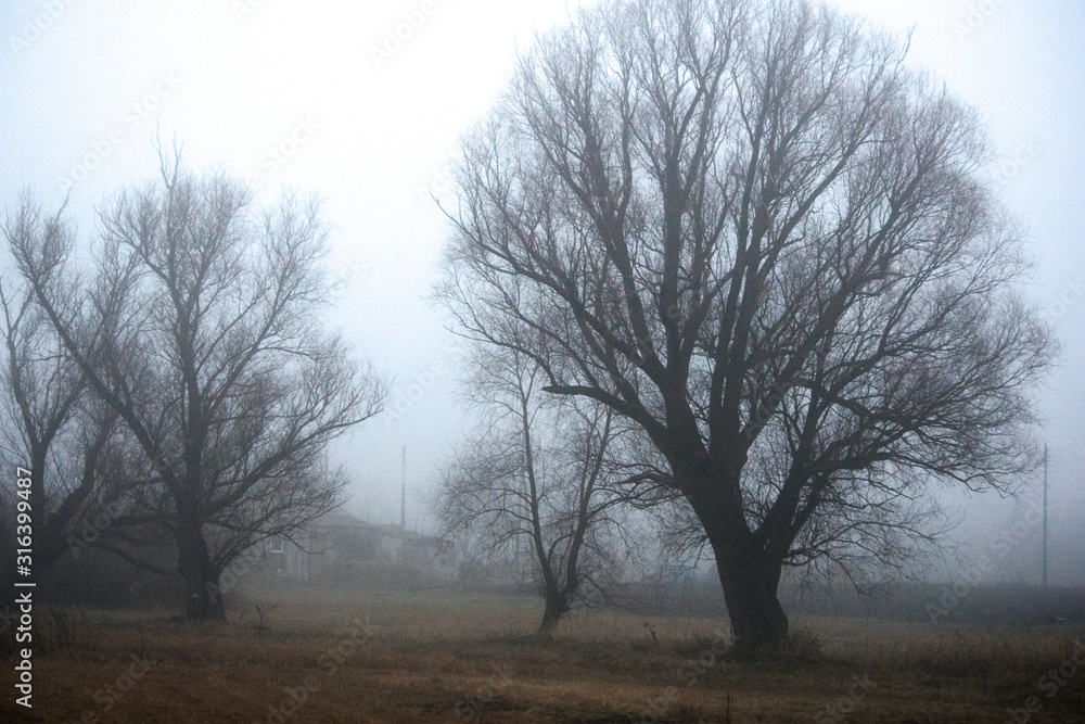 Pictures of forest trees and fields in the fog Pictures of forest trees and fields in the fog