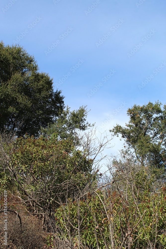 Will Rogers State Park is located in the Santa Monica Mountains, where many Southern California native plants compete in the Chaparral habitat. Will Rogers State Park is located in the Santa Monica Mountains, where many Southern California native plants compete in the Chaparral habitat.