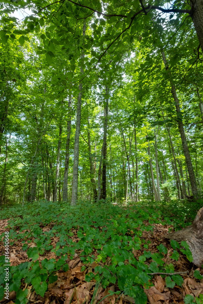Fototapeta premium Mountain View Trail, Arabia Mountain, Georgia, USA
