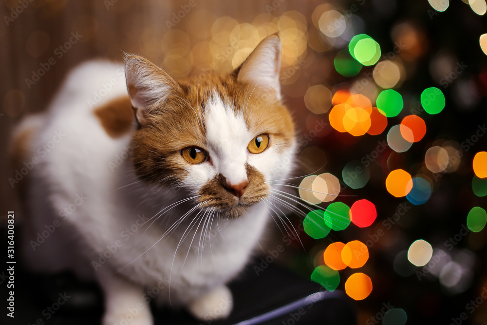 Red domestic cat on a background of Christmas lights