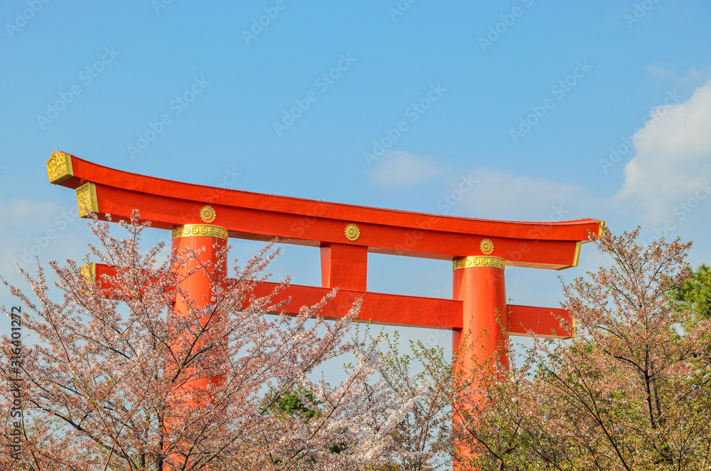 京都の平安神宮の大鳥居と桜
