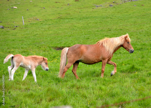 Icelandic horse