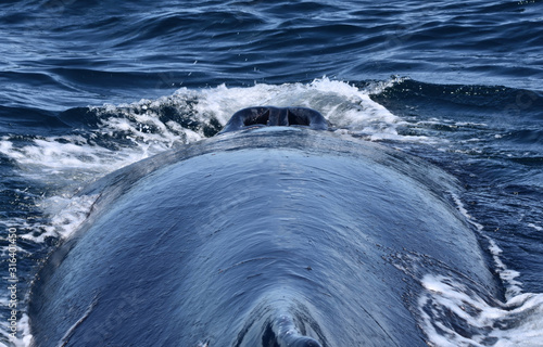 Fototapeta Naklejka Na Ścianę i Meble -  Unique view of two open nostrils (blowholes) on the top of a humpback whale's head from the vantage point of its dorsal fin looking forward.  Nostrils open only to breathe.. (Megaptera novaeangliae)