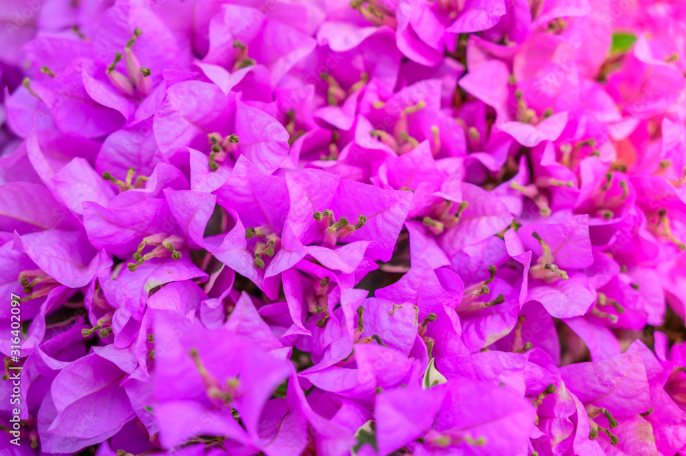 Pink magenta bougainvillea flowers as a floral background Pink magenta bougainvillea flowers as a floral background