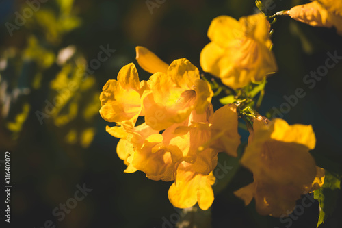 Yellow elder flower, Trumpetbushes flower photo