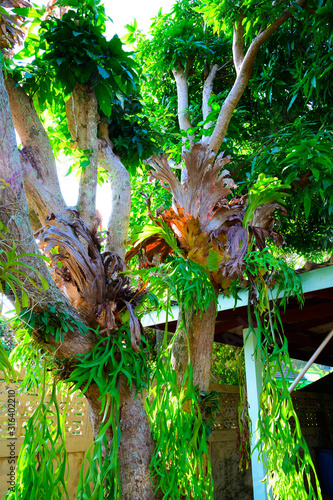  Polypodium polycarpon,Climbing bird's nest fern hanging leaves on mango tree