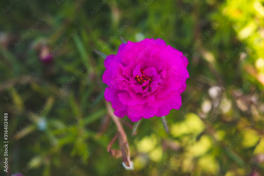 Obraz premium Close up and soft focus of pink Rosemoss flower