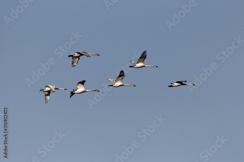 Flock of flying mute swans