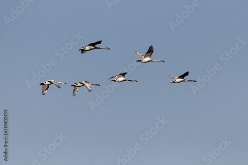 Flock of flying mute swans © ChrWeiss