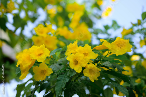Yellow elder flower, Trumpetbushes flower photo