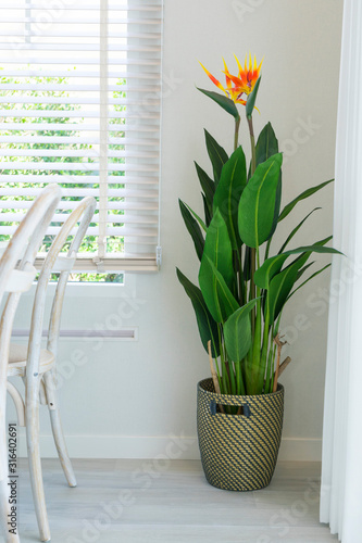 Fototapeta A lush decorative pot plant standing at living room window.