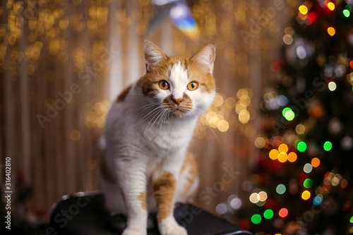 Red domestic cat on a background of Christmas lights