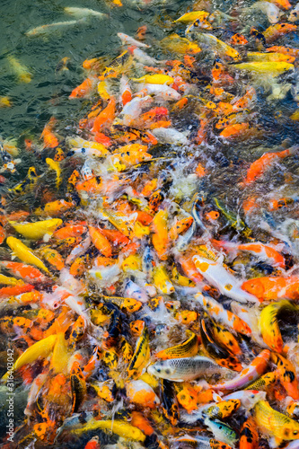 Colorful fancy carp fish, Japan Koi fish swimming in a ponds