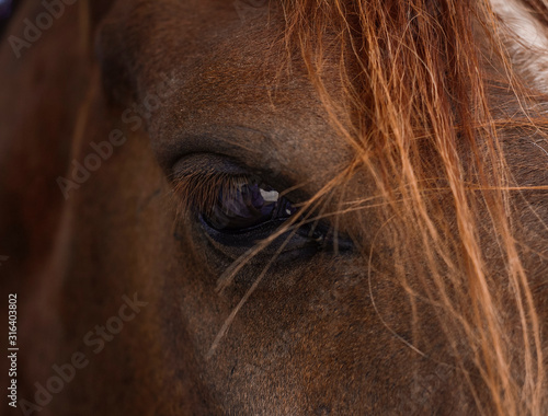 eye of a horse Brown