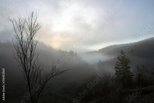 A series of misty landscapes in winter. One tree and one pine. Against the background of mountain hills. The village of Smolichano in the Osogovo Balkan. Bulgaria. © Petia