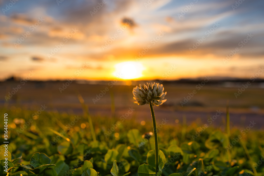 White clover illuminated by the setting sun